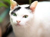 Un chat blanc et noir avec de beaux yeux verts