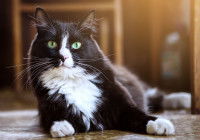 Un beau chat noir et blanc à poil long