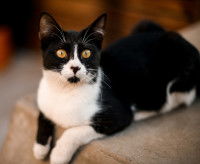 Un chat blanc et noir aux yeux jaunes