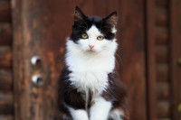 Un chat à poil long noir et blanc assis devant une porte en bois