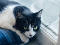 Un chat noir et blanc allongé à côté d'une fenêtre et regardant vers le haut