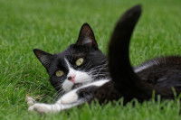 Un chat noir et blanc allongé en train de jouer dans l'herbe