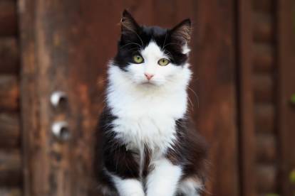 Félix: le chat noir et blanc – La petite revue de Claire