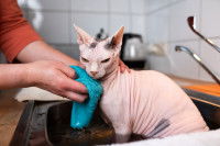 Une maitresse donnant un bain à son chat sans poil