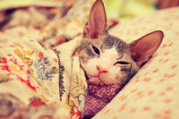 Un chat sans poil sous une couverture