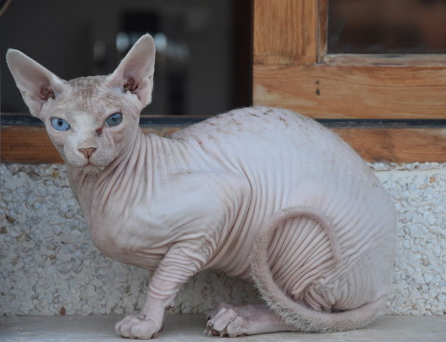 Un chat sans poil assis sur le rebord d'une fenêtre