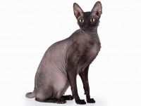 <a href="https://depositphotos.com/fr/photos/chat-sans-poil.html" target="_blank">Photo d’un chat sans poil</a><br>(source : Deposit Photos)