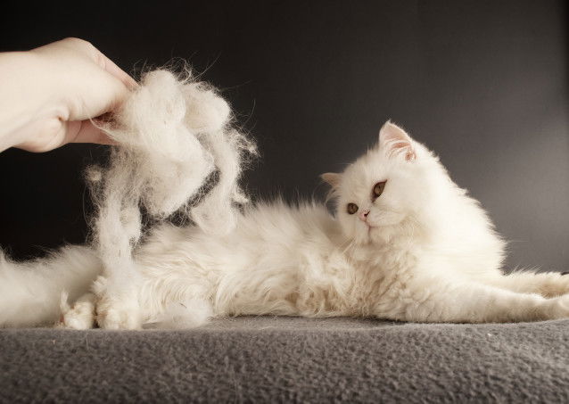 Un chat blanc à poil long perd beaucoup de poils