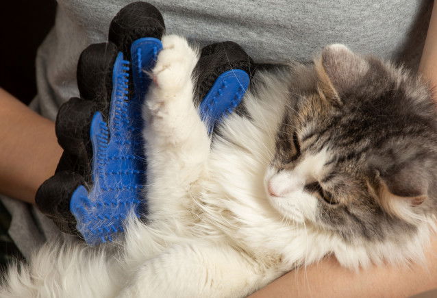 Chat en train d'être brossé avec un gant-brosse