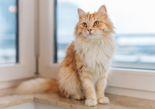 Un beau chat roux à poil long