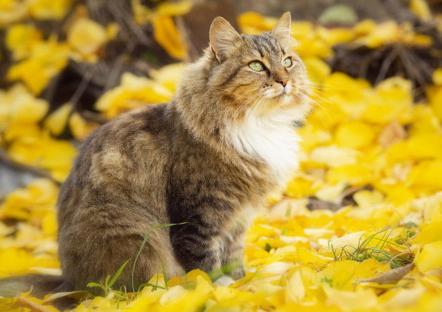Un magnifique chat à poil long au milieu des feuilles d'automne