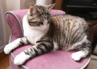 Un chat tigré gris et blanc assis sur un fauteuil