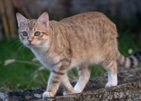 Un chat tigré marchant sur un muret