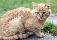 Un chat roux tabby assis dans un jardin