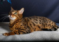 Un chat spotted tabby allongé sur une couverture