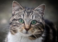 Un beau chat tigré et blanc avec des yeux vert foncé