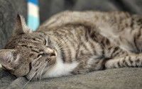Un chat tigré gris allongé de tout son long sur un canapé