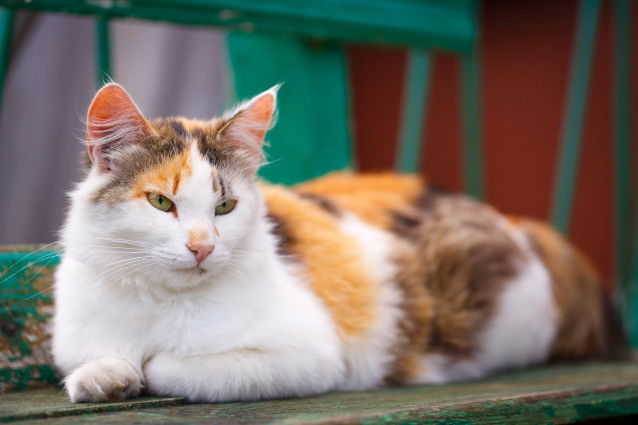 Un chat de gouttière tricolore allongé sur un banc