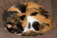 Un chat isabelle en train de dormir