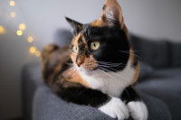 Un chat isabelle perché sur un canapé