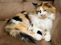 Un chat tricolore à poil long assis sur un canapé