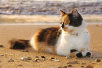 Un beau chat isabelle allongé sur le sable de la plage