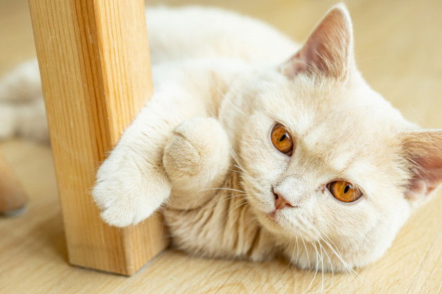 Un beau chat avec des yeux orange allongé sur le parquet