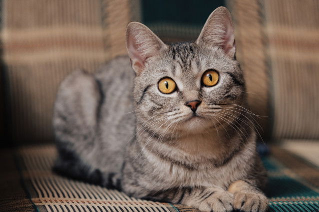 Un chat gris aux yeux orange allongé sur le canapé