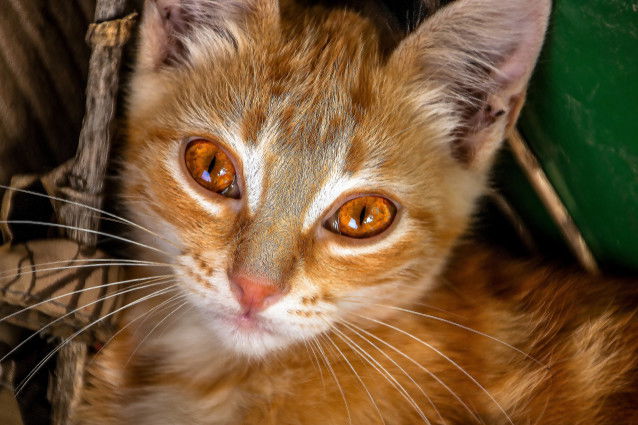 Pourquoi certains chats ont-ils les yeux orange ?