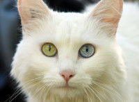 Un chat blanc avec un oeil bleu et un oeil vert