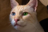 Vue proche d'un chat roux avec des yeux vairons