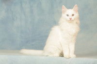 Un chat Angora Turc tout blanc avec des yeux vairons