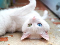 Les races de chats aux yeux vairons