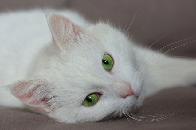 Un beau chat blanc aux yeux verts allongé sur le canapé