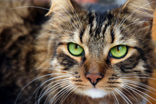 Un chat brun tabby aux yeux verts