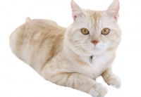 Un chat couleur champagne couché au sol