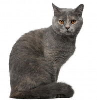 Solid, Self-colored ou Self (solide)