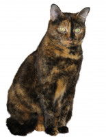 Tortie
