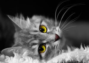 Les Yeux Du Chat Morphologie Des Chats