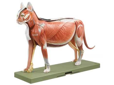 Les Muscles Du Chat Morphologie Des Chats