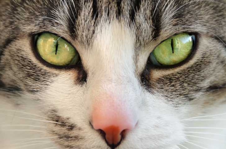 Les Yeux Du Chat Morphologie Des Chats