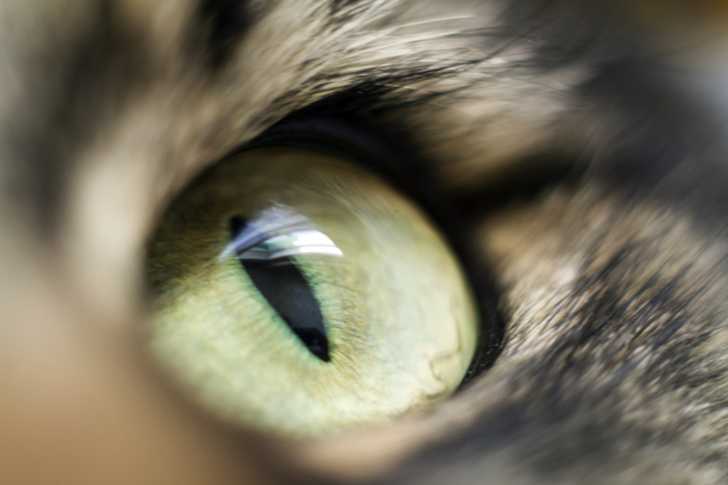 Les Yeux Du Chat Morphologie Des Chats