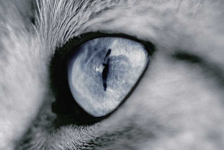 Les Yeux Du Chat Morphologie Des Chats