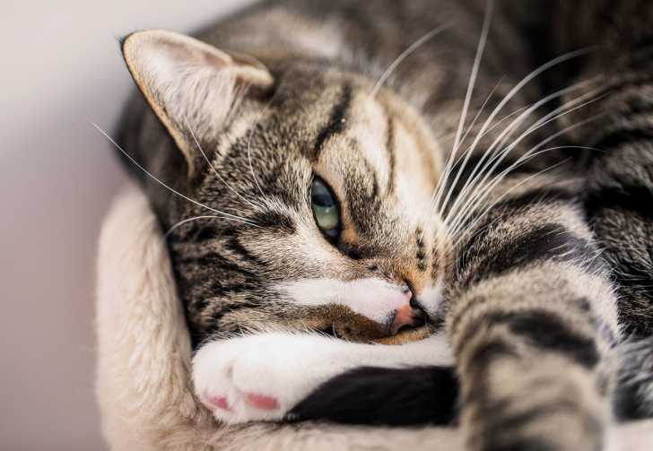 Les Moustaches Ou Vibrisses Du Chat Morphologie Des Chats