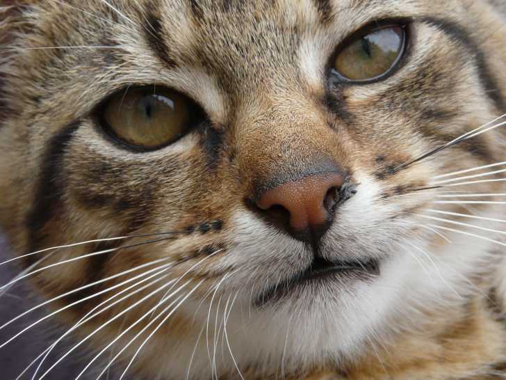 Les Moustaches Ou Vibrisses Du Chat Morphologie Des Chats