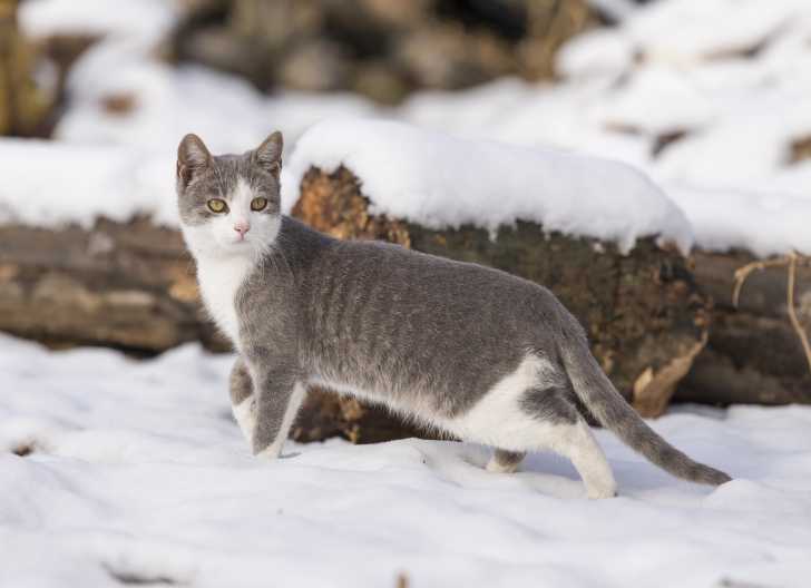 Le Nez Ou Truffe Du Chat Morphologie Des Chats