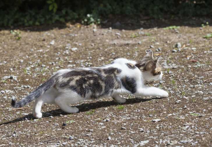 Les Coussinets Du Chat Morphologie Des Chats