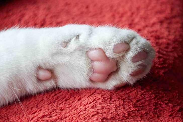 Les Coussinets Du Chat Morphologie Des Chats
