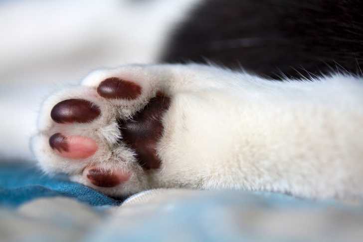 Les Coussinets Du Chat Morphologie Des Chats