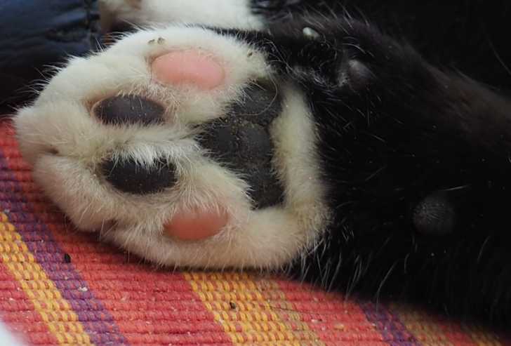Les Coussinets Du Chat Morphologie Des Chats